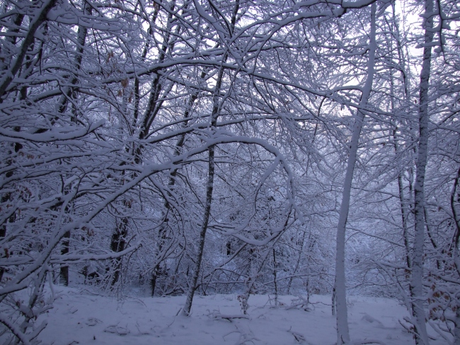 bosco innevato